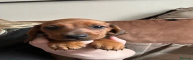 Miniature Dachshund Puppy 4