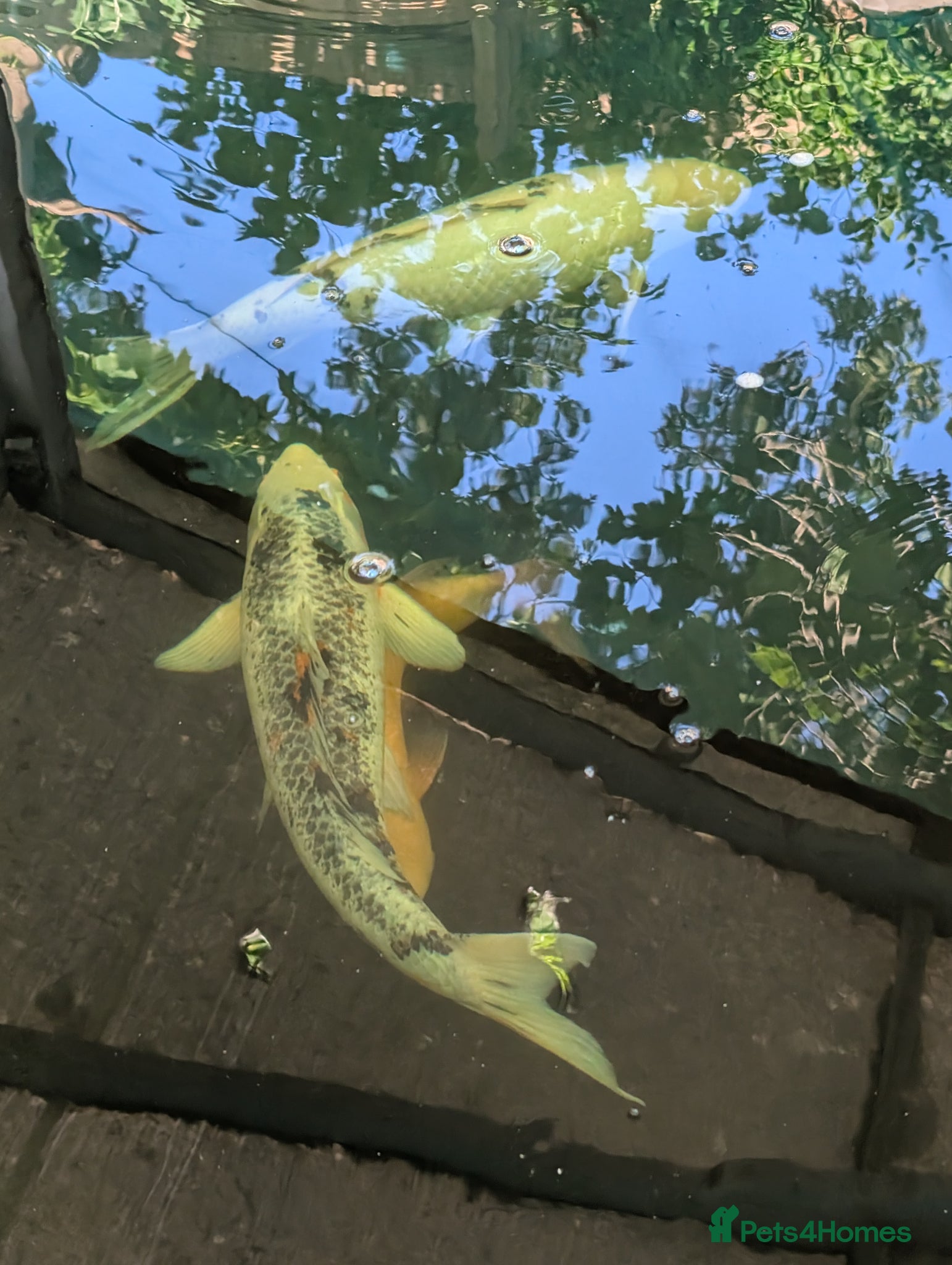 Koi Carp fish Japanese Koi Carp x 3 huge Golden Orfe x 1 - Advert 2