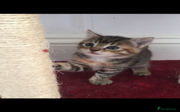 Mixed Breed cats for sale: Kittens 😸 MaineCoon x kittens READY TODAY ❤️😸🐈 - Image 30