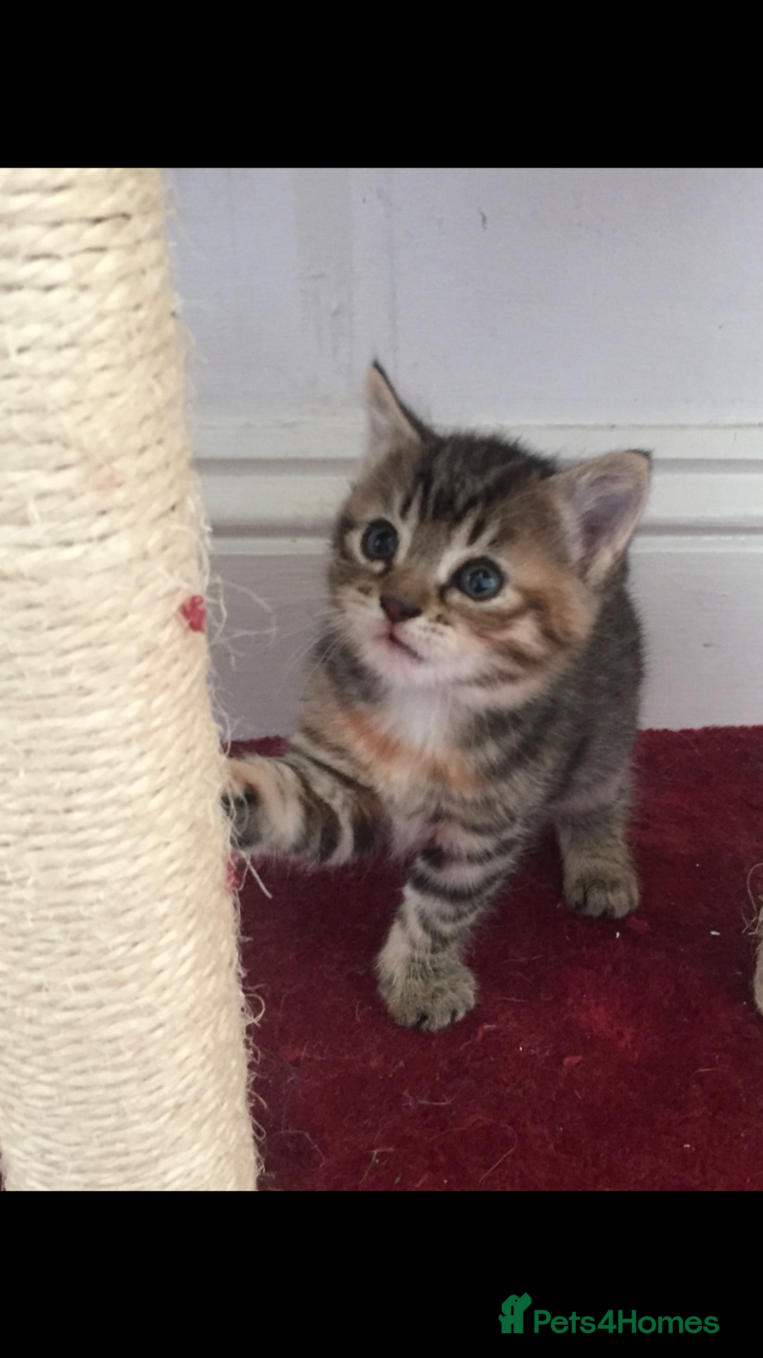 Mixed Breed cats for sale: Kittens 😸 MaineCoon x kittens READY TODAY ❤️😸🐈 - Image 30
