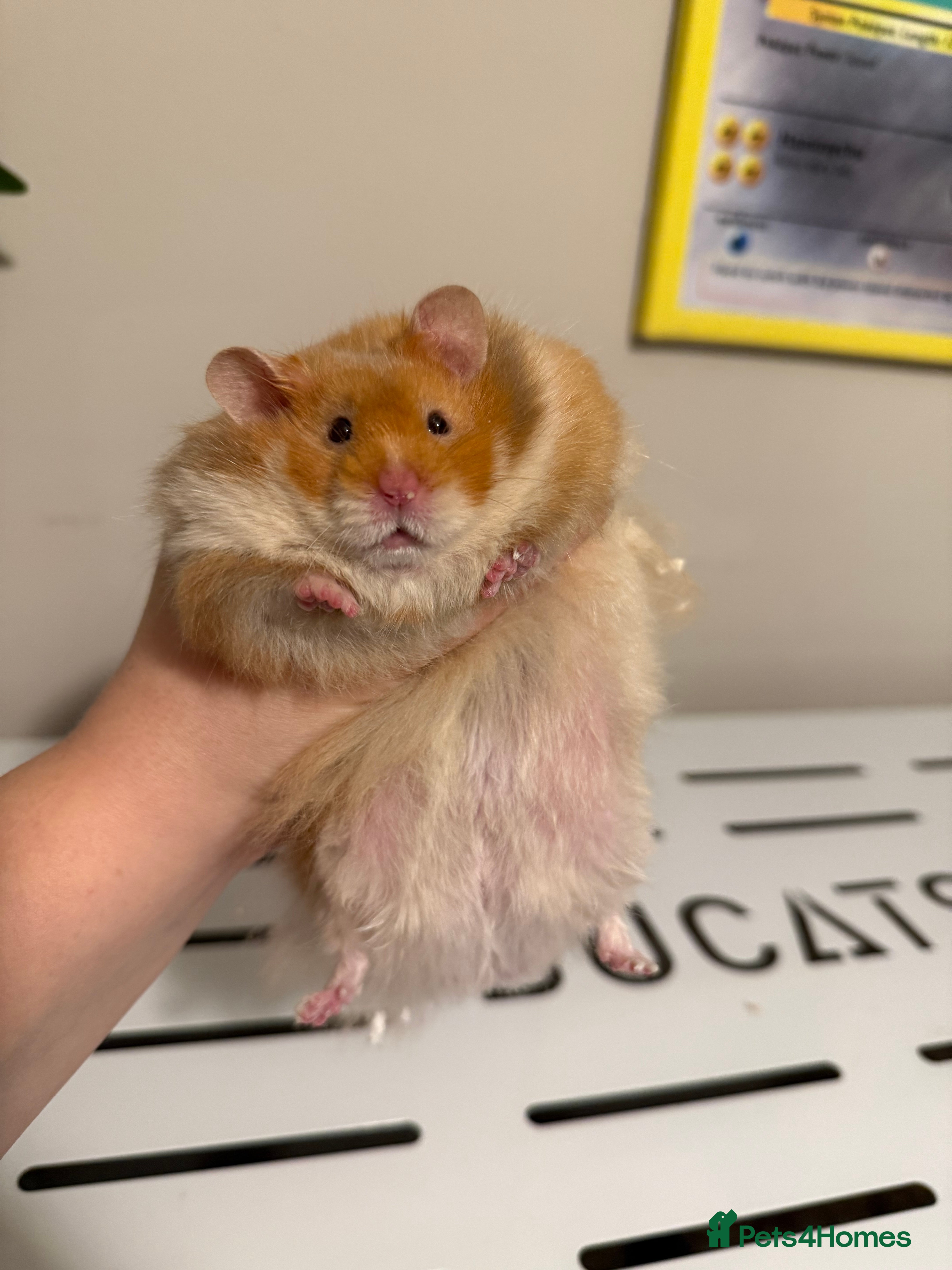 Hamster rodents Long Haired Cinnamon Male Syrian  - Advert 1