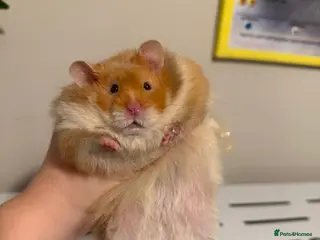 Hamster rodents Long Haired Cinnamon Male Syrian - Advert 1