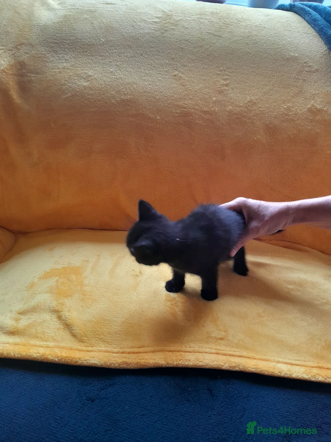 Mixed Breed cats for sale: For sale I will ask about your home  **  in Malmesbury - Advert 2