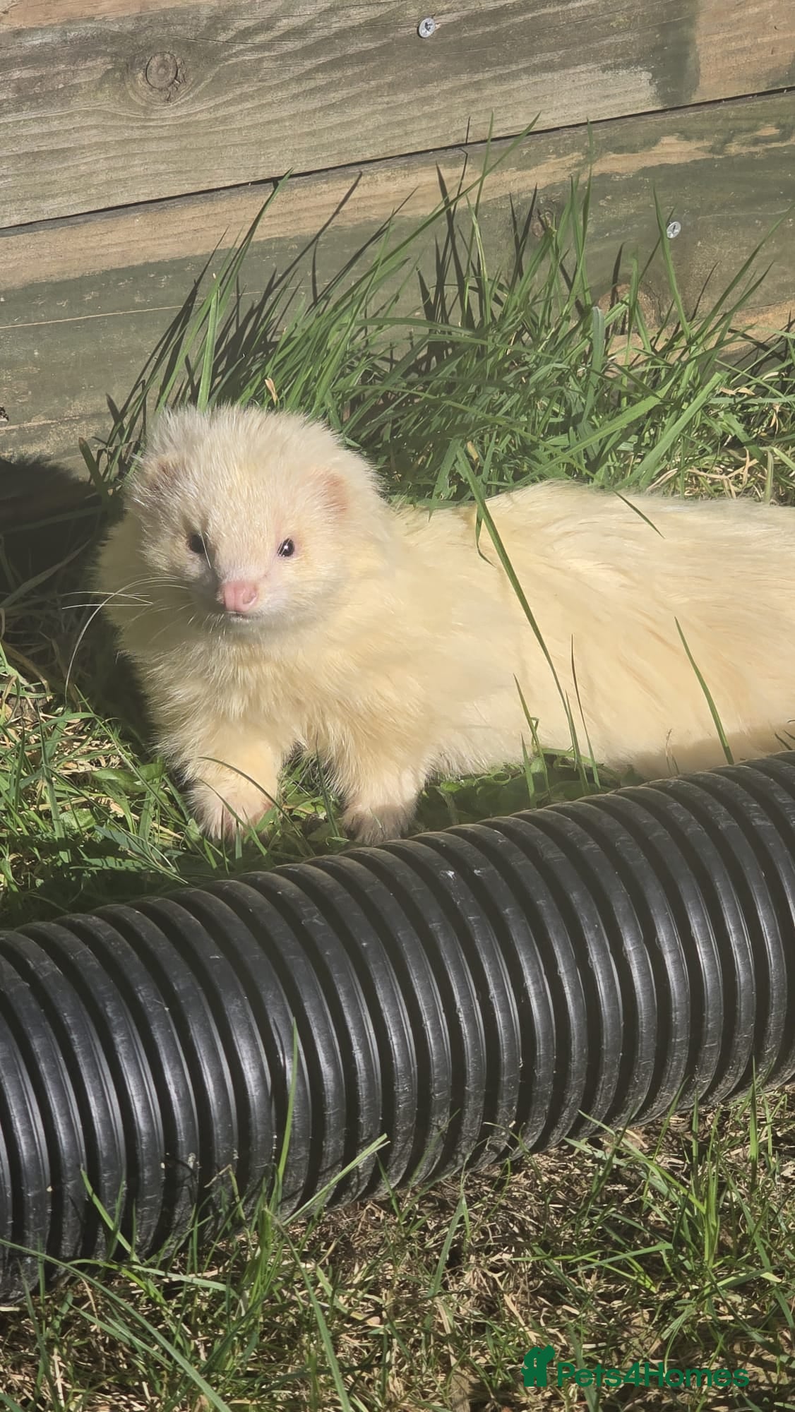 Ferret rodents Semi angora ferrets  - Advert 12