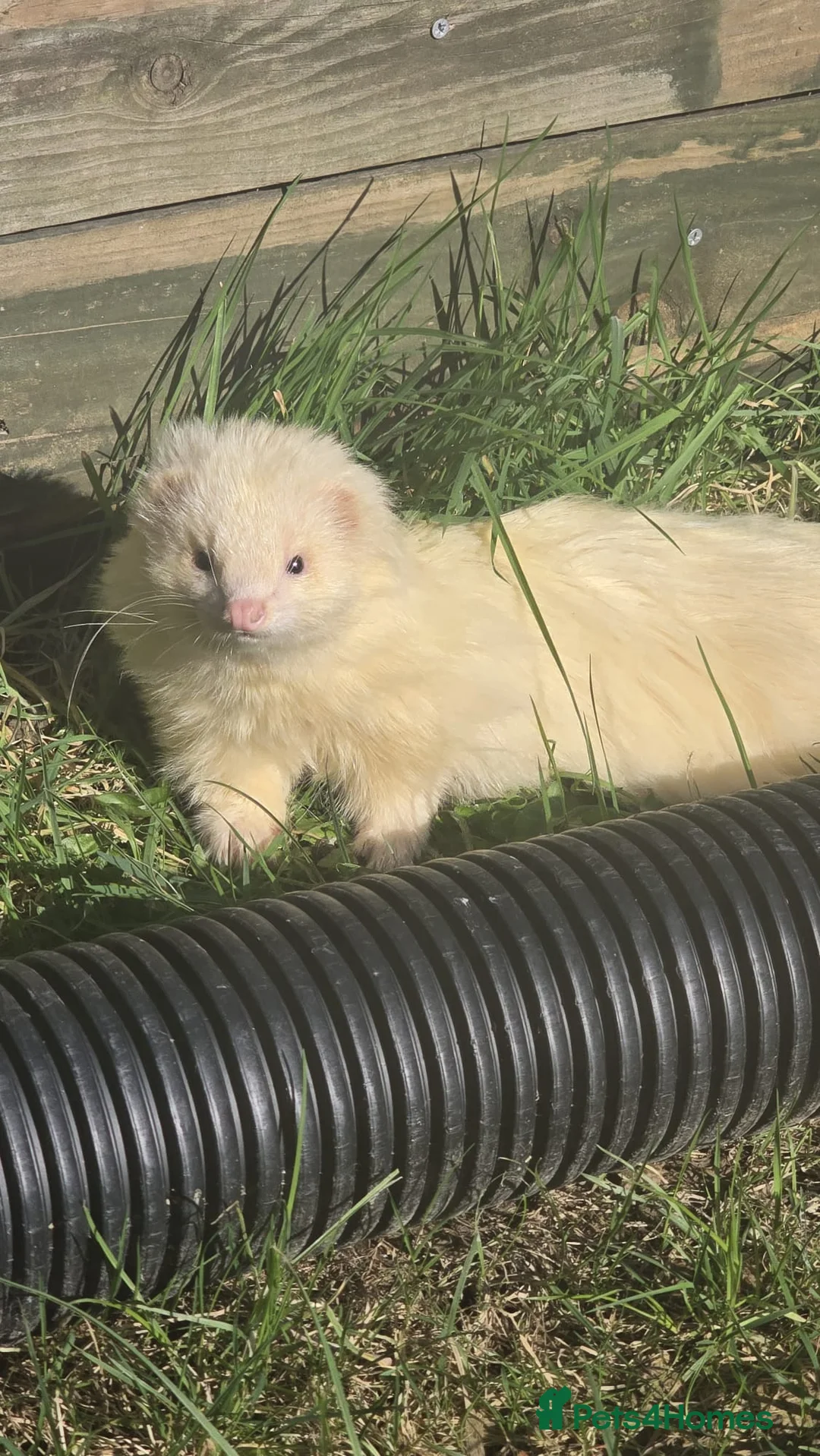 Ferret rodents for sale: Semi angora ferrets  in Tunbridge Wells - Advert 1
