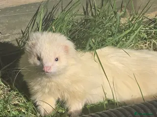 Ferret rodents Semi angora ferrets - Advert 12