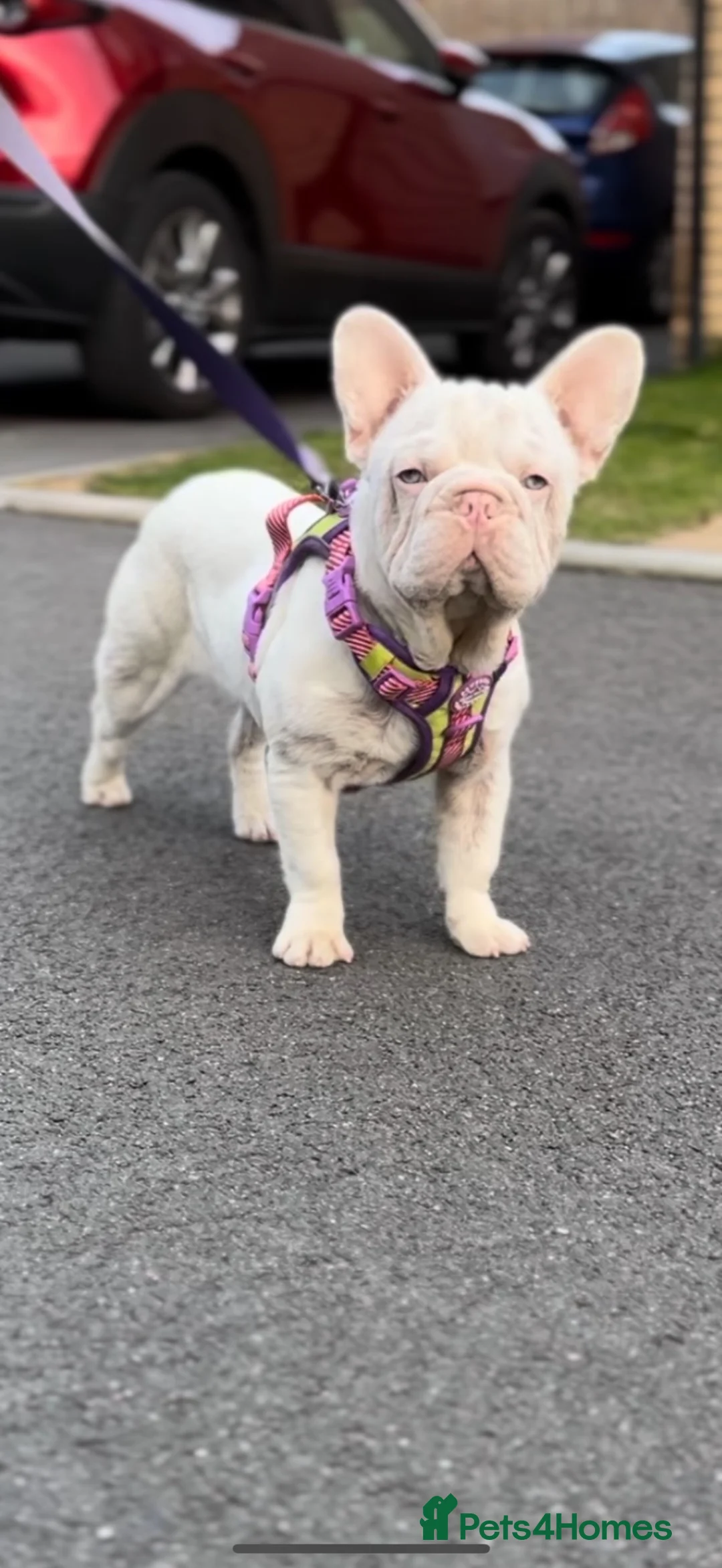 French Bulldog dogs for stud: Male pink  **  French bulldog - Advert 2