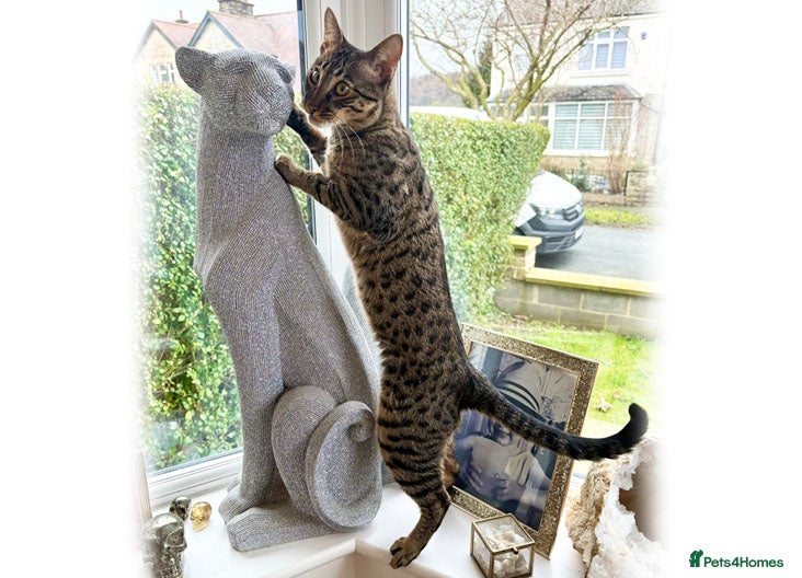 Savannah cats F6 SBT Savannah boy Koffee - Advert 2