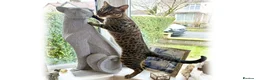 Savannah cats for sale: F6 SBT Savannah boy Koffee - Advert 1