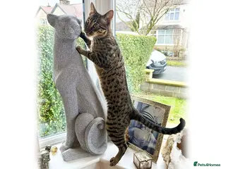 Savannah cats F6 SBT Savannah boy Koffee - Advert 1