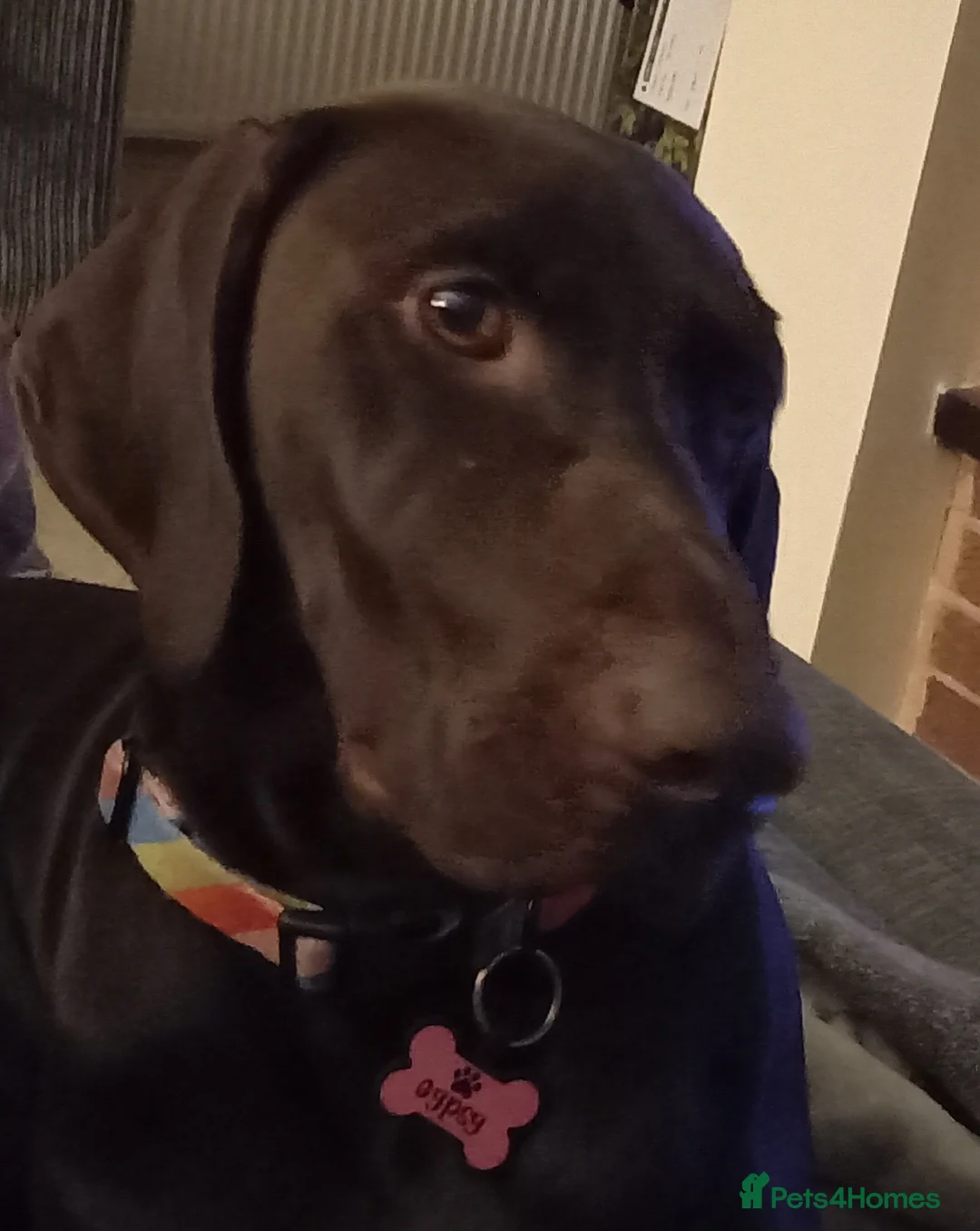 Mixed Breed dogs for sale: Our beautiful dog - Advert 12