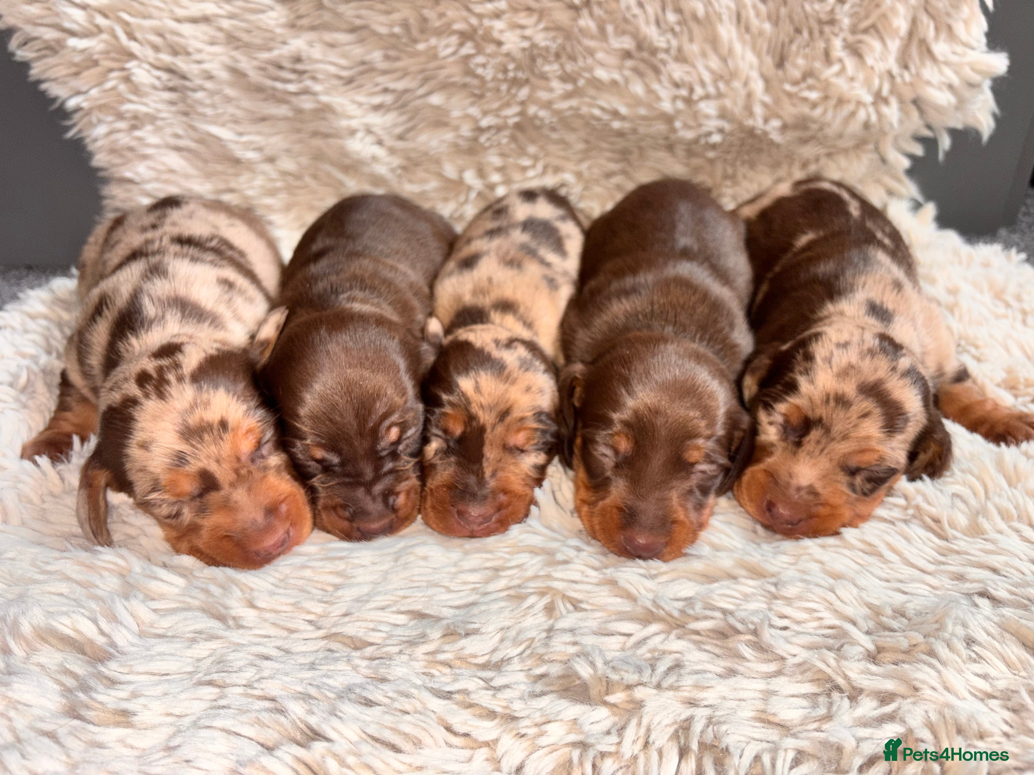 Miniature Dachshund dogs The sausage squad has arrived!  - Advert 4