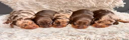 Miniature Dachshund dogs for sale: The sausage squad has arrived!  - Advert 4