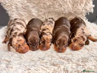Miniature Dachshund dogs The sausage squad has arrived! - Advert 4