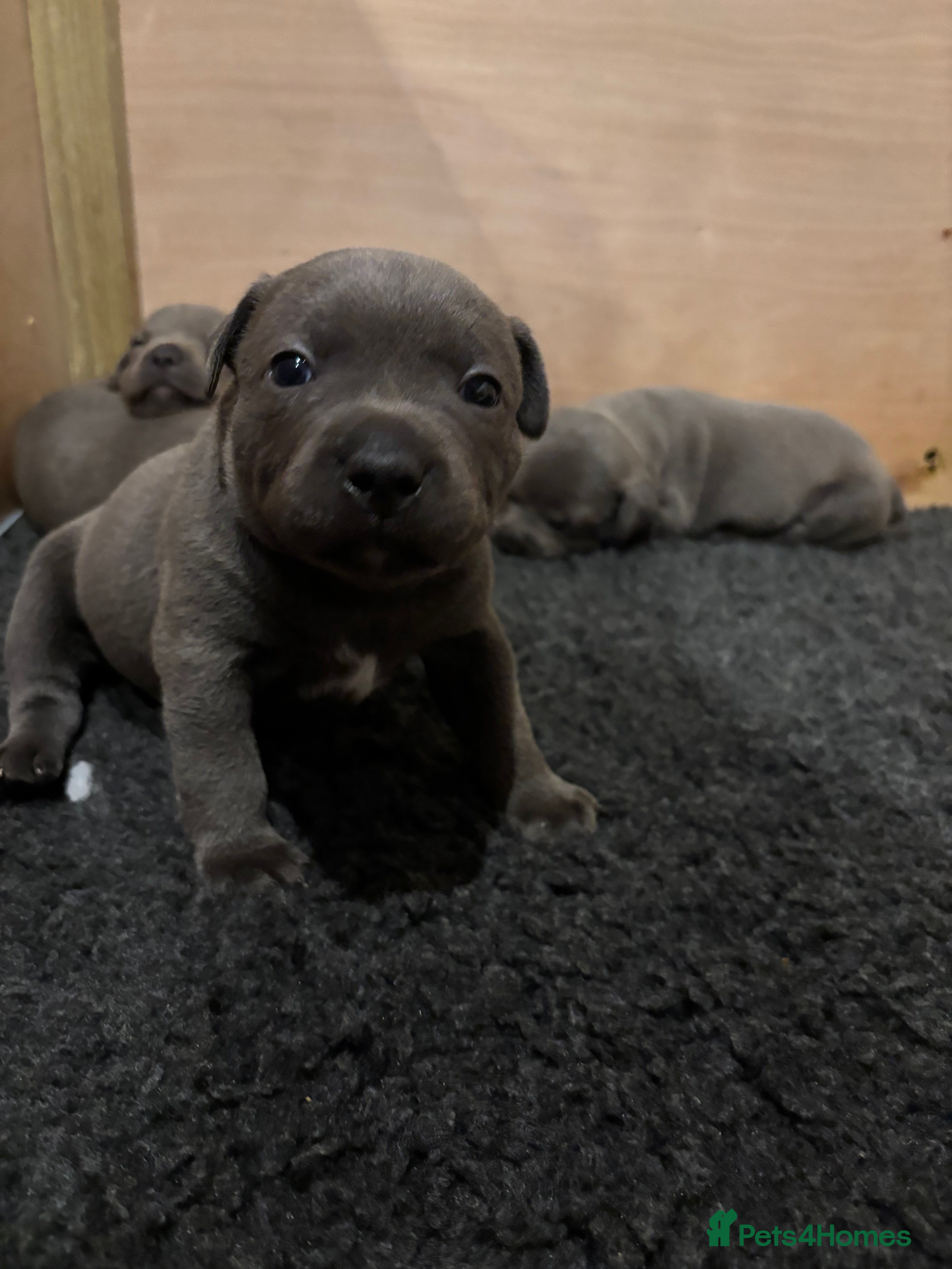 Staffordshire Bull Terrier dogs 10 Blue BULLSCAFF Staffordshire bull terriers  - Advert 1