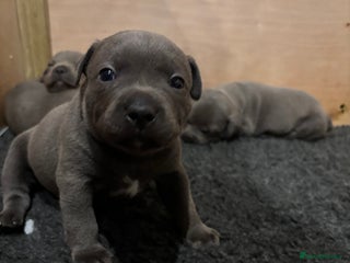 Staffordshire Bull Terrier dogs 10 Blue BULLSCAFF Staffordshire bull terriers - Advert 1