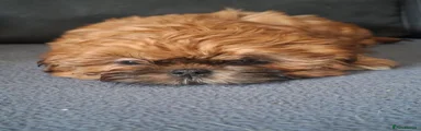 Shih Tzu Puppy 2