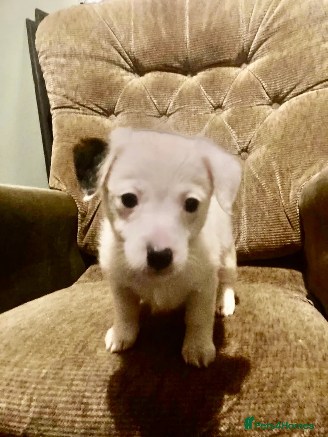 Jack Russell dogs for sale: Jack Russell puppies  in Bromyard - Advert 2