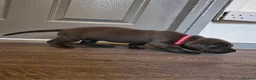 Cane Corso dogs for sale: S🐾❤️ STUNNING CANE CORSO PUPPIES–2BOYS & 2GIRLS  in Cwmbran - Advert 36