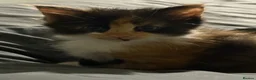 Mixed Breed cats for sale: Kitten ready now  in Derby - Advert 19