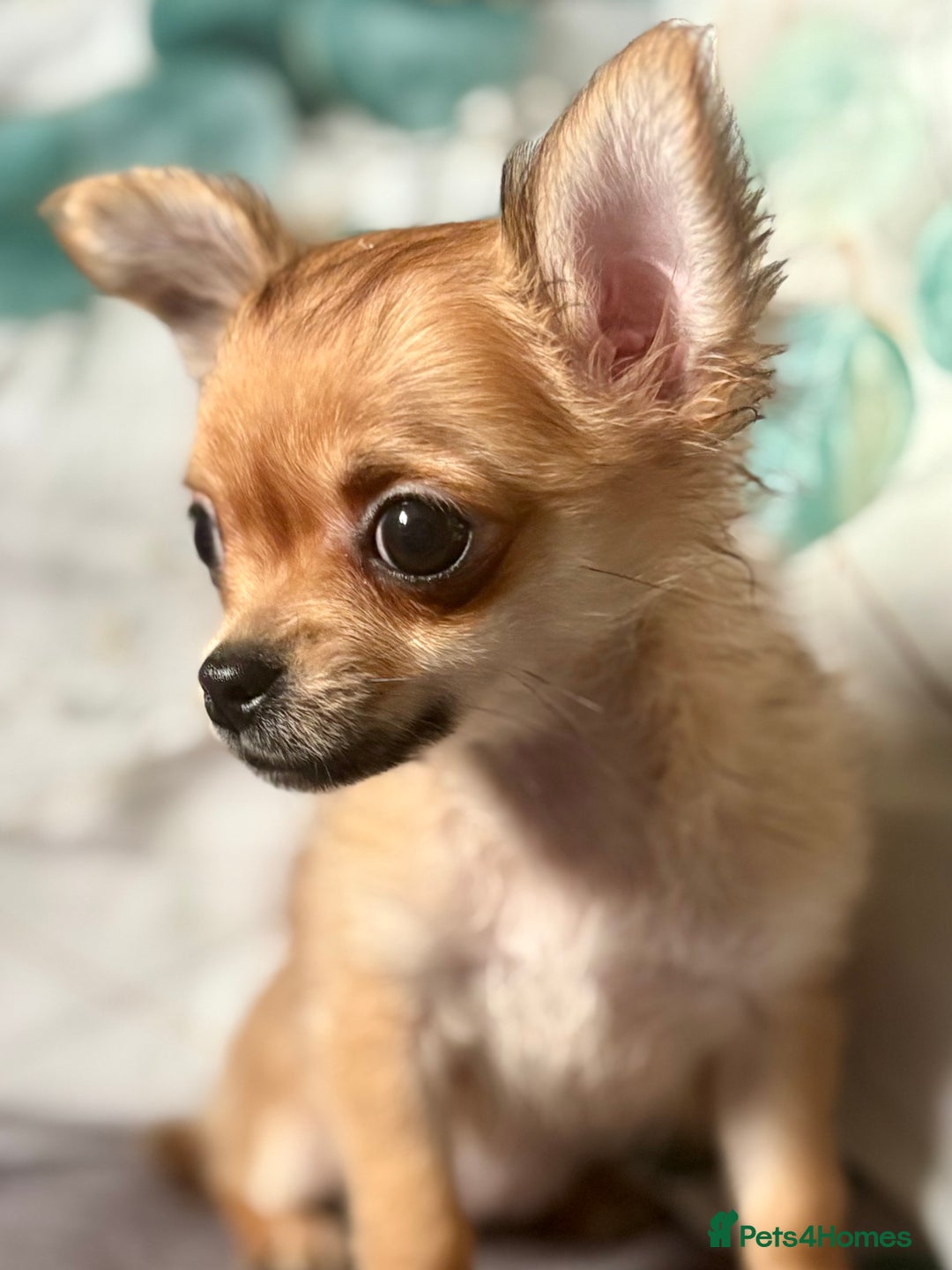 Chihuahua dogs for sale: REDUCED last long hair female pup. - Image 14