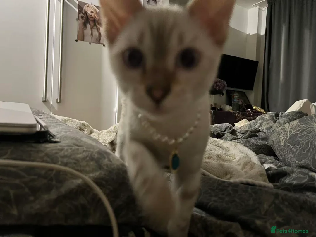 Bengal cats for sale: Beautiful Male Snow Leopard Bengal Cat - Advert 1