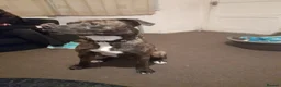 Mixed Breed dogs for sale: For re-home  - Advert 3