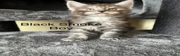 Maine Coon cats for sale: Pure Breed Maine Coon Kittens in Basildon - Advert 5