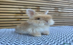 Angora rabbits for sale: Full Face English Angora’s  - Image 12