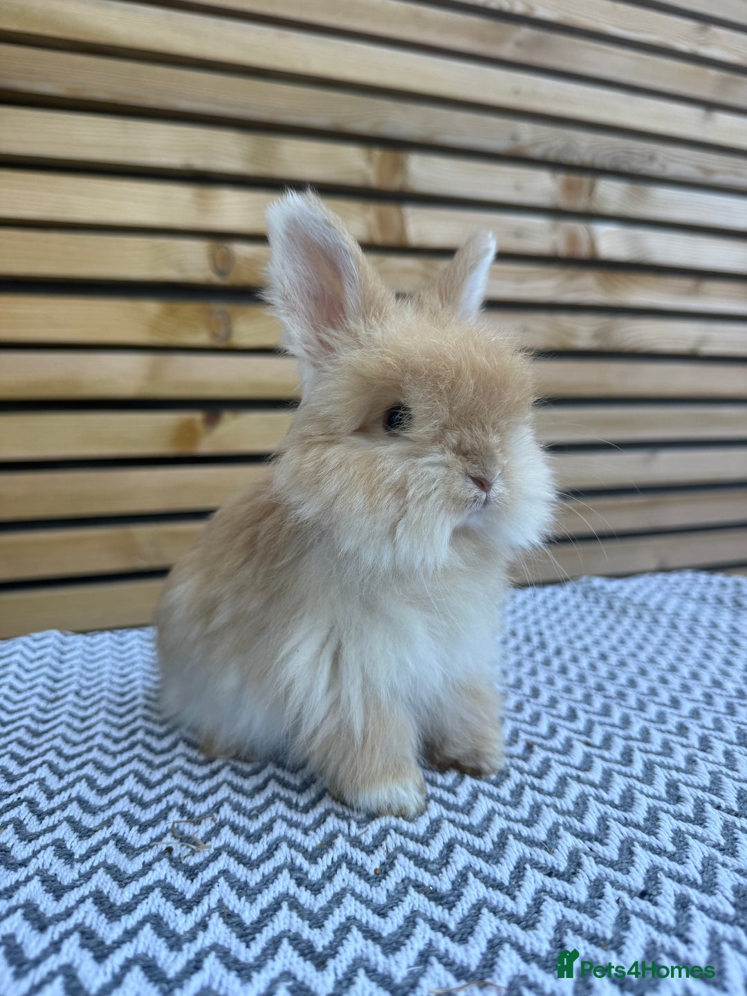Angora rabbits for sale: Full Face English Angora’s  - Image 12