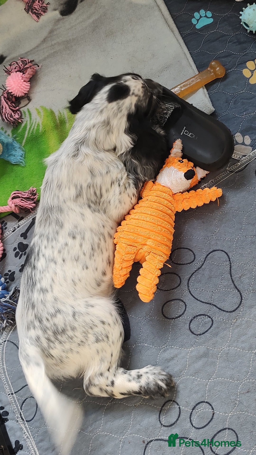 Sprocker dogs for sale: STRIKING SPROCKER SPANIEL PUPPIES  - Image 15