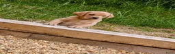 Labrador Retriever dogs for sale: 3 Labrador puppies for sale from Drakeshead lines  - Advert 4