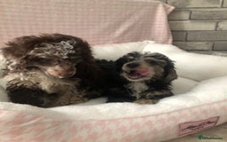 Miniature Poodle dogs for sale: ❤️🐶beautiful Merle miniature poodles girls🐶❤️ - Image 13
