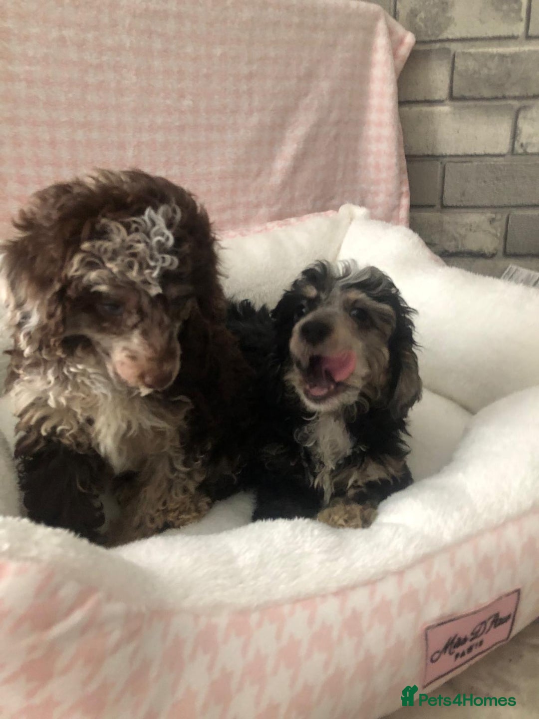 Miniature Poodle dogs for sale: ❤️🐶beautiful Merle miniature poodles girls🐶❤️ - Image 13