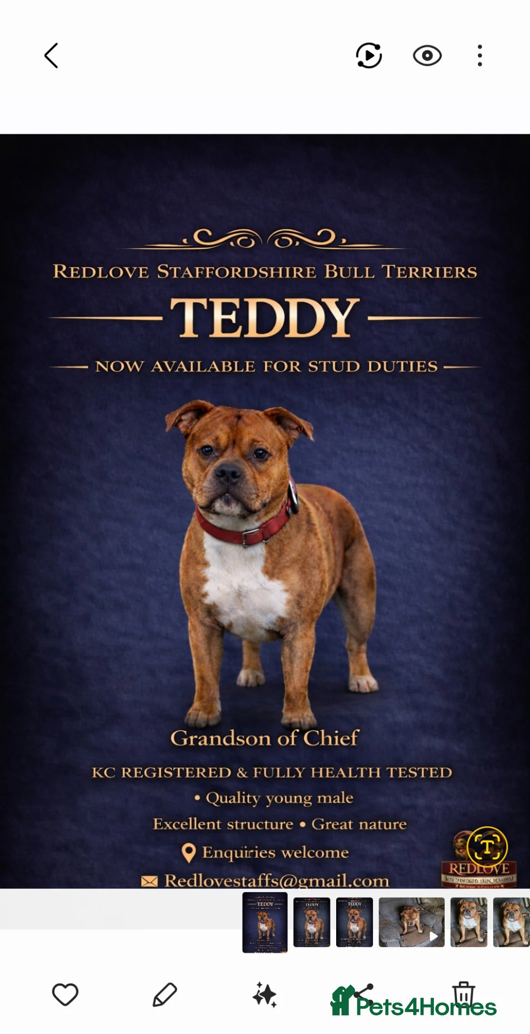 Staffordshire Bull Terrier dogs for stud: Introducing TEDDY🧸 - Advert 5
