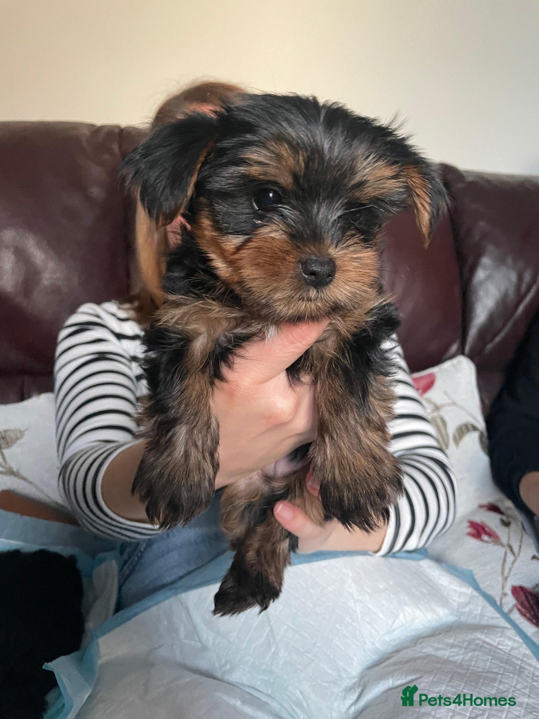 Yorkshire Terrier dogs for sale: Miniature Yorkshire Terrier Puppies  - Advert 17