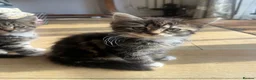 Mixed Breed cats for sale: Three Adorable Kittens Ready To Go in Wigan - Advert 3