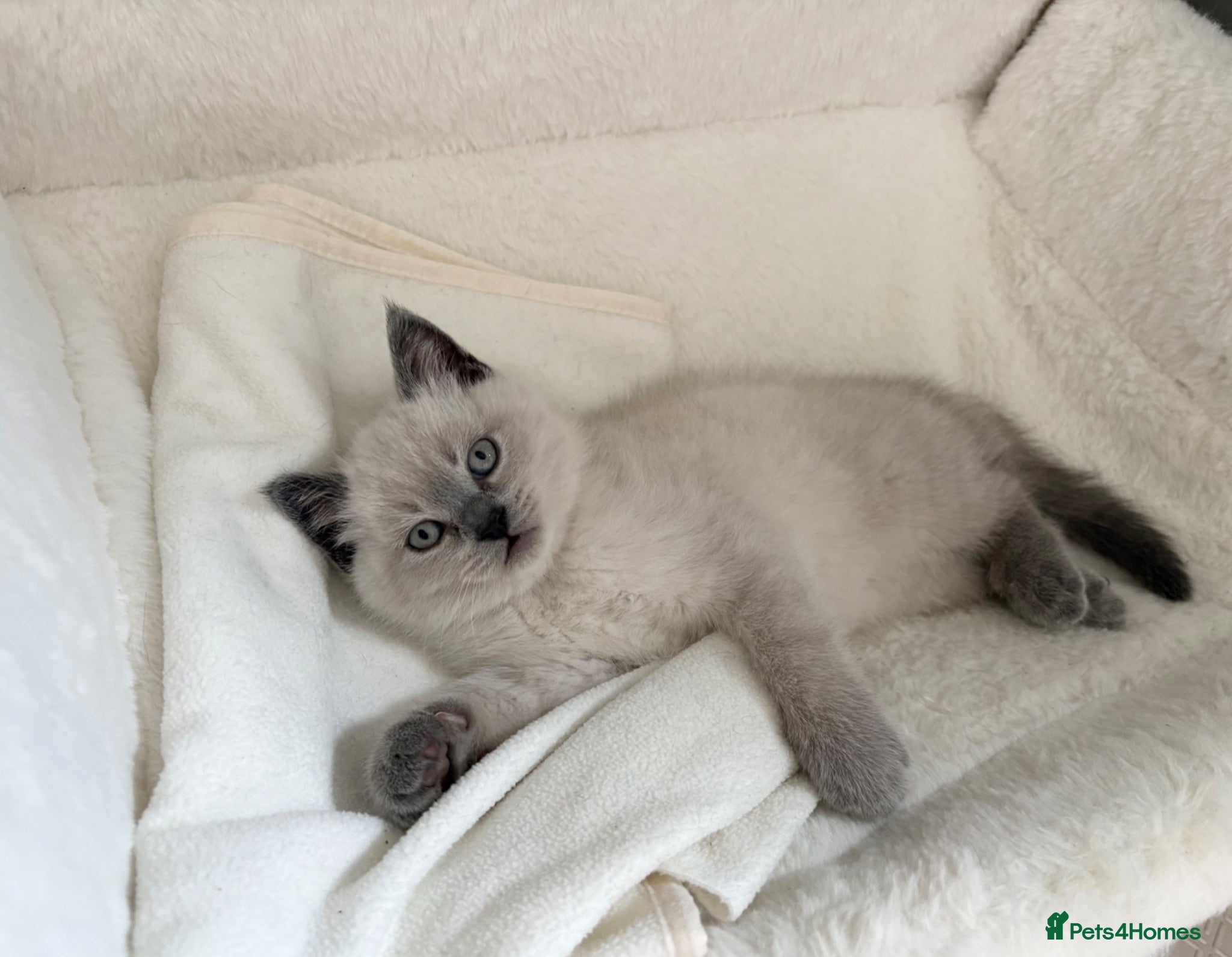 British Shorthair cats One beautiful girl looking for her forever home   - Advert 4
