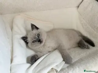 British Shorthair cats One beautiful girl looking for her forever home - Advert 4
