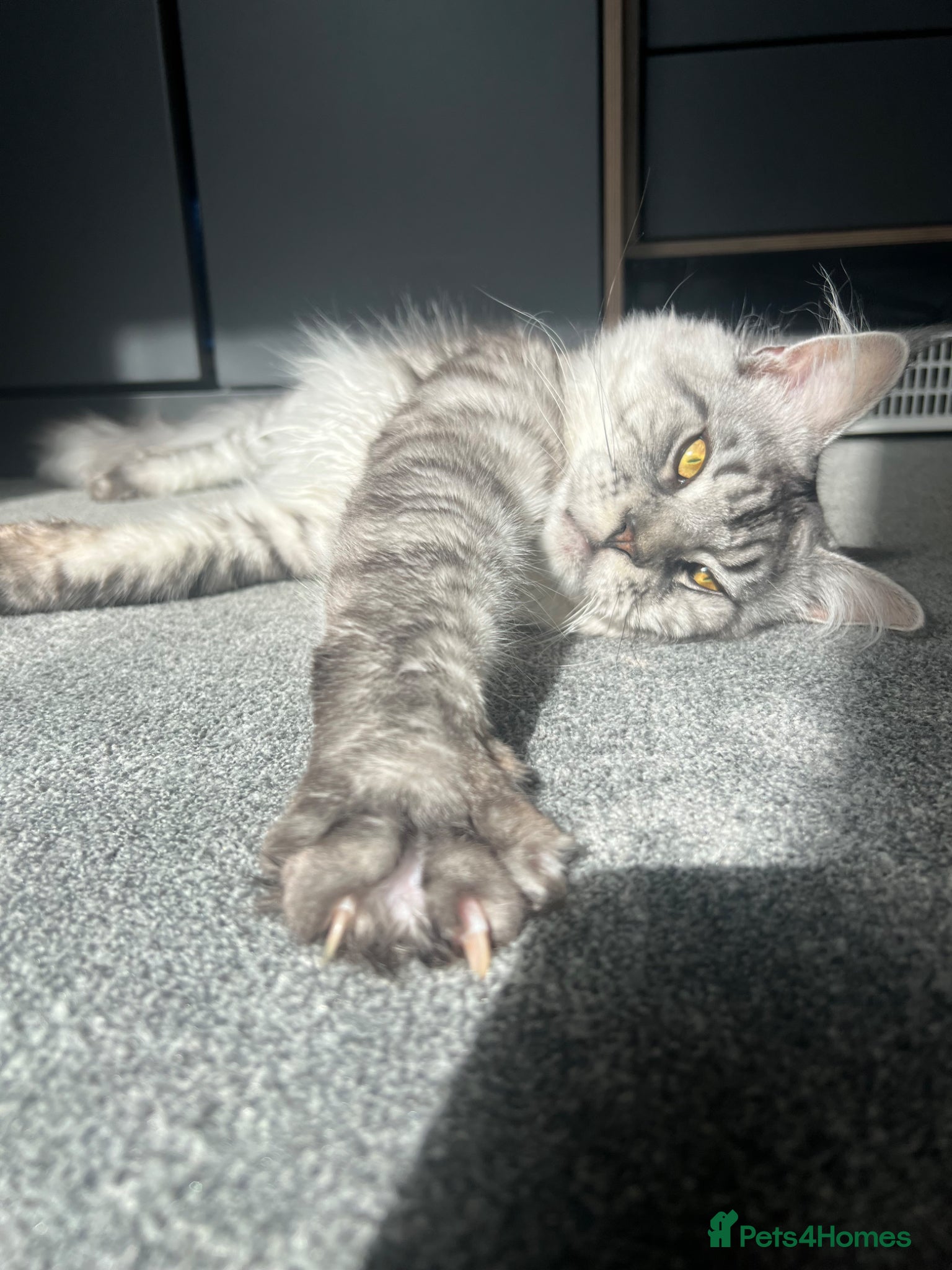 Maine Coon cats XL mansion  - Advert 3