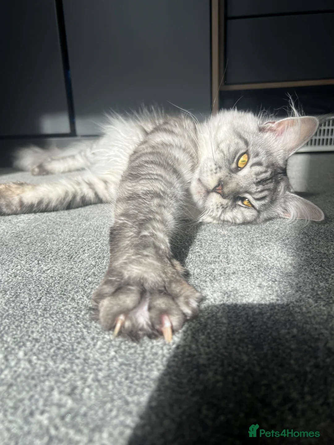 Maine Coon cats for stud: Dexter - XXL Maine Coon Male (Age: 1 Yr) - Advert 1