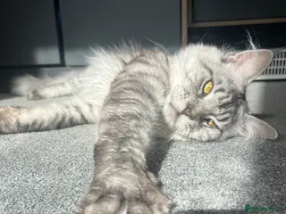 Maine Coon cats XL mansion - Advert 3