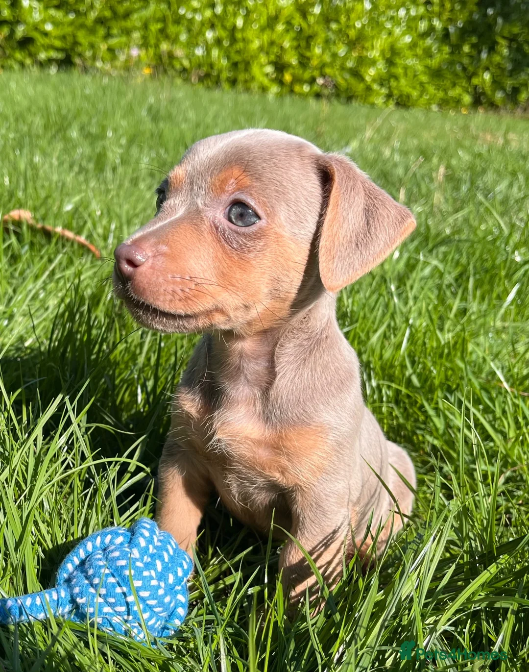 Jack Russell dogs for sale: Ready to leave lilac jack Russell’s  - Advert 1