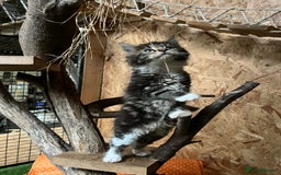Maine Coon cats for sale: Adorable Maine coon kittens  - Image 5