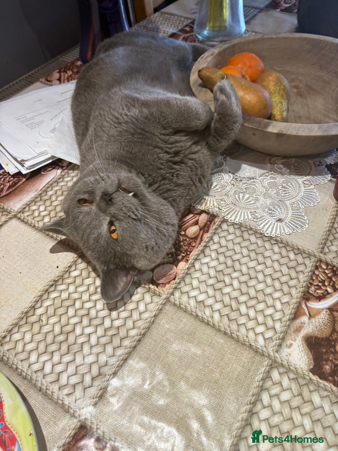 British Shorthair cats for sale: British Shorthair kittens  - Advert 17