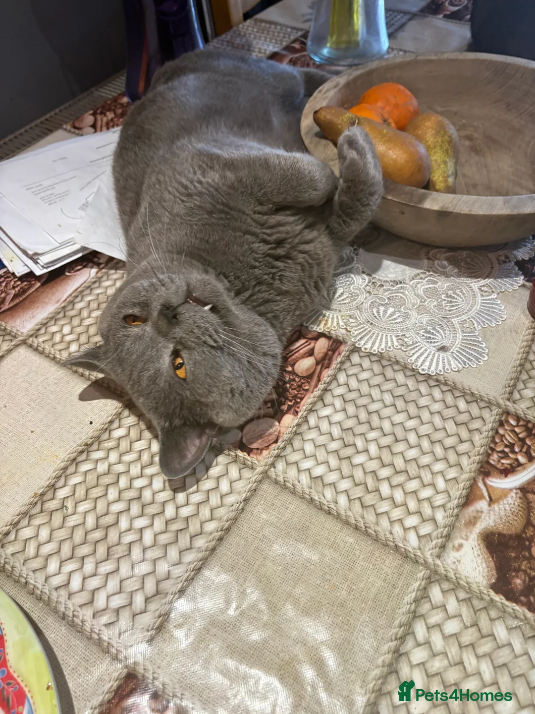 British Shorthair cats for sale: British Shorthair kittens  - Advert 16