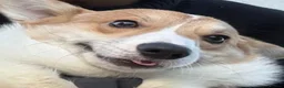 Welsh Corgi Pembroke dogs for stud: Beautiful Pembroke Welsh Corgi 1.3 years for Stud - Advert 1