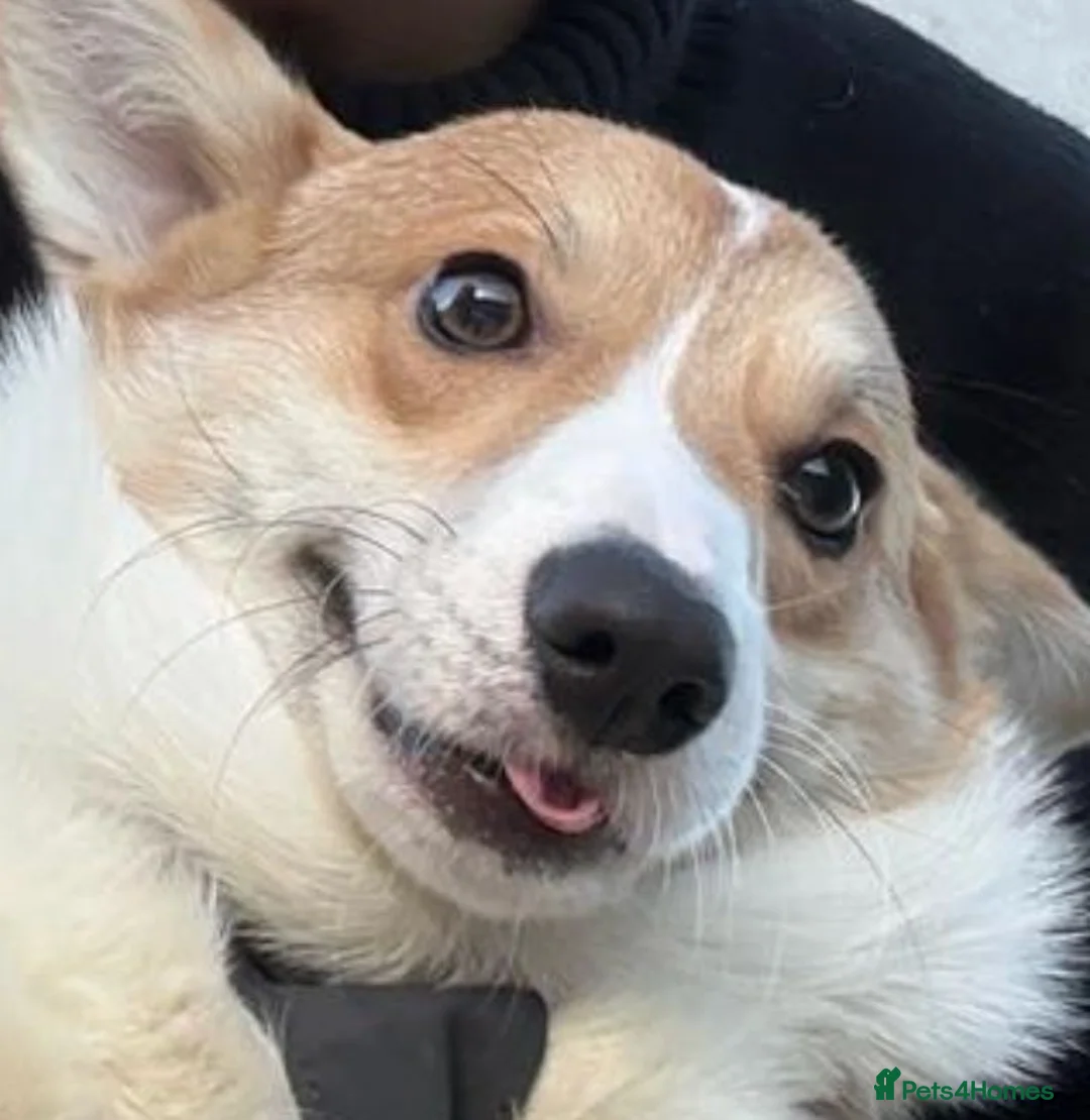 Welsh Corgi Pembroke dogs for stud: Beautiful Pembroke Welsh Corgi 1.3 years for Stud - Advert 1