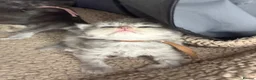 Persian cats for sale: Beautiful Persian babies in Bradford - Advert 2