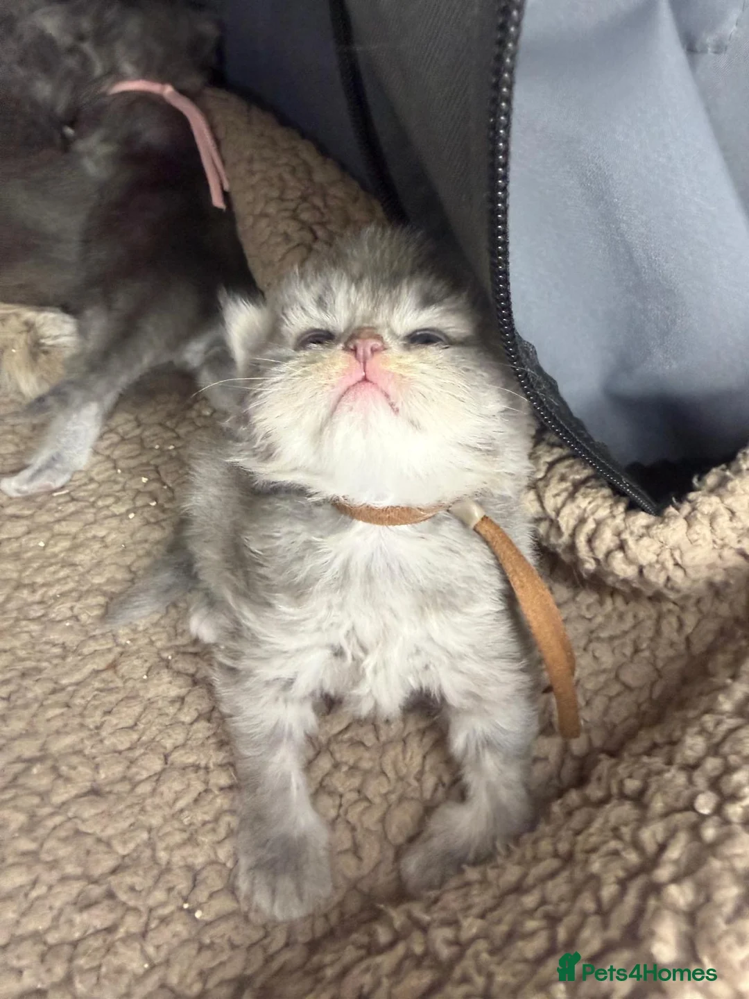 Persian cats for sale: Beautiful Persian babies in Bradford - Advert 2